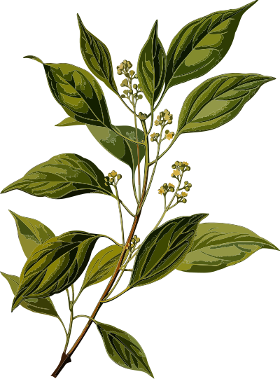 Camphor tree (smaller file) clipart