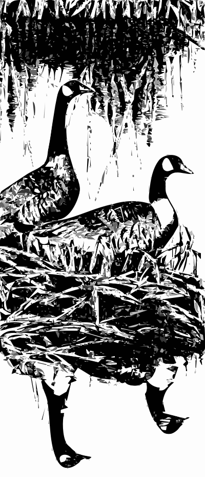Canada Geese clipart