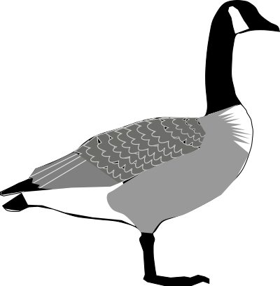 Canada Goose clipart