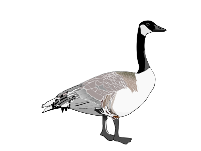Canadian Goose clipart