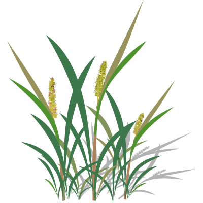 Capim Carrapicho clipart