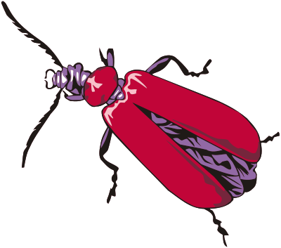 Cardinal beetle clipart