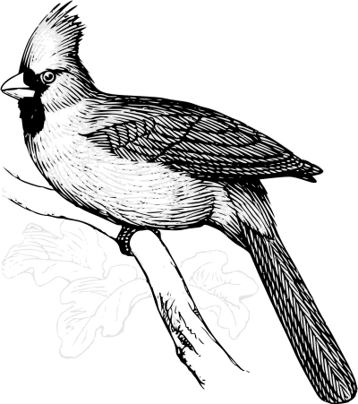 Cardinal bird line art clipart