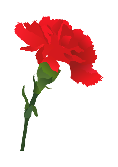 Carnation clipart