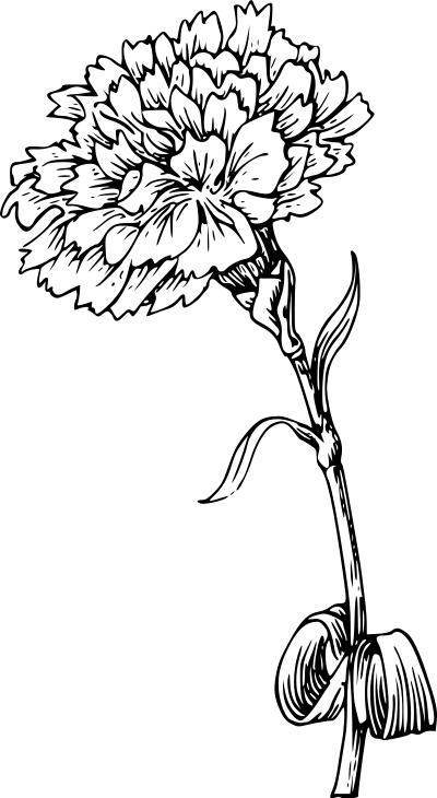 Carnation clipart