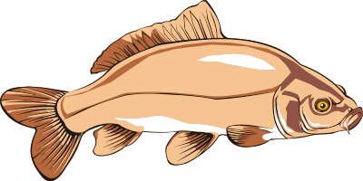 Carp 2 clipart