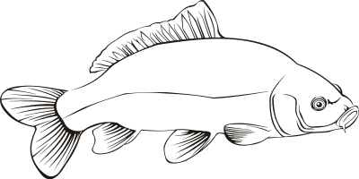 Carp 2 (outline) clipart