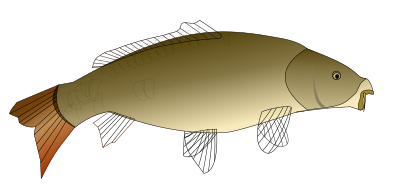 Carpe poisson clipart