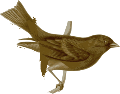 Carpodacus-vinaceus-female clipart