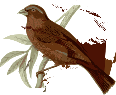 Carpodacus-vinaceus-male clipart