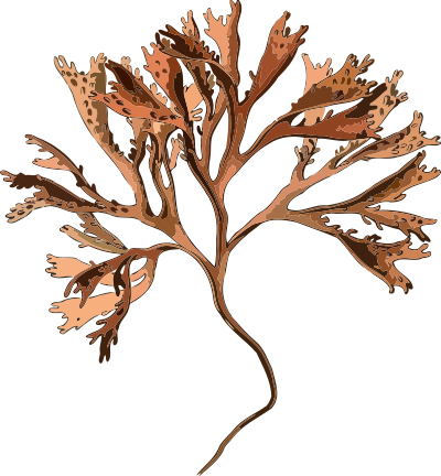 Carragheen (low resolution) clipart