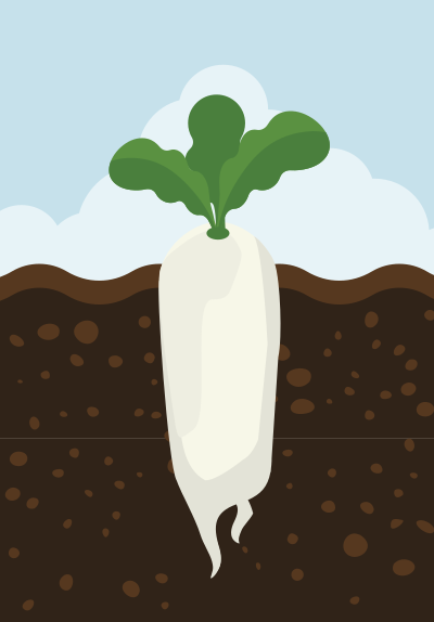 Cartoon Daikon Radish clipart