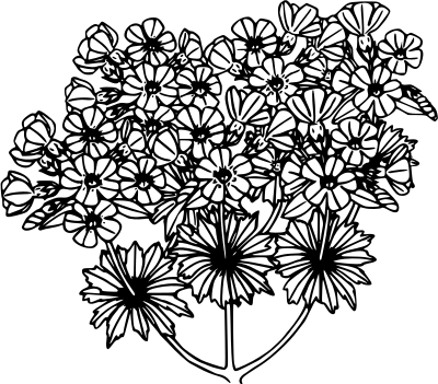 Cascades Douglasia clipart