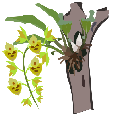 Catasetum clipart