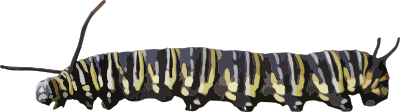 Caterpillar 1 clipart