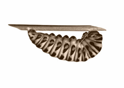 Caterpillar clipart