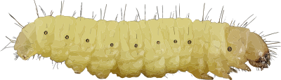 Caterpillar 2 clipart