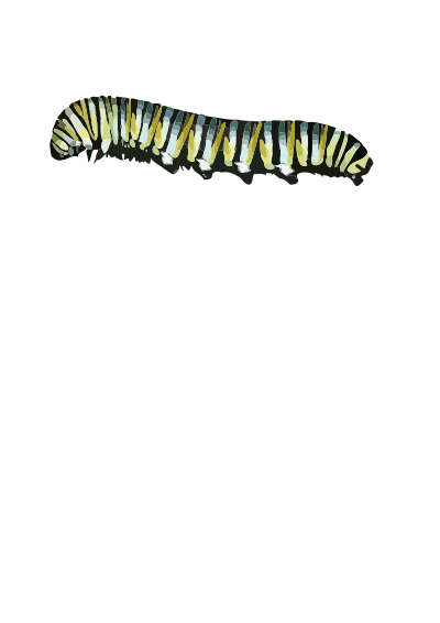 Caterpillar (D. plexippus) clipart