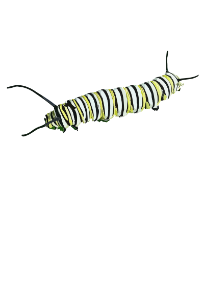 Caterpillar (D. plexippus) II clipart