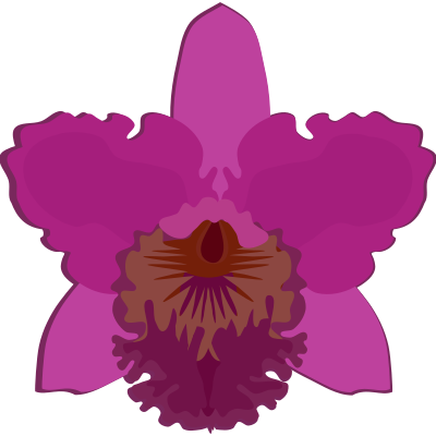cattleya-07B clipart