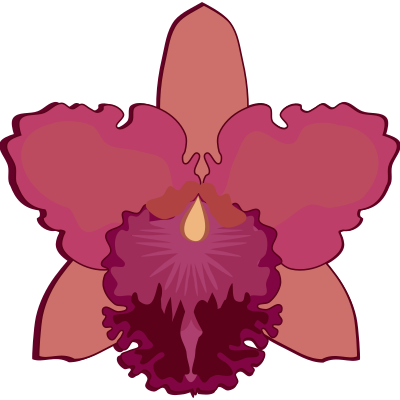 cattleya-07C clipart
