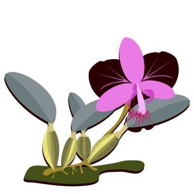 Cattleya clipart