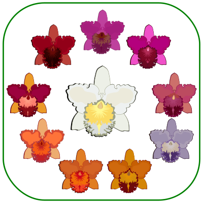 Cattleya - Flower clipart