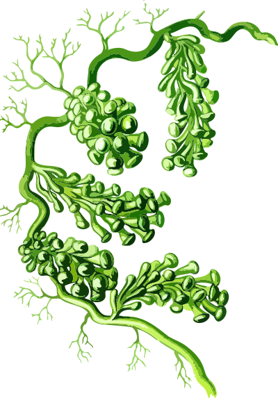 Caulerpa racemosa (low resolution) clipart
