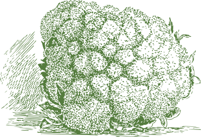 Cauliflower clipart