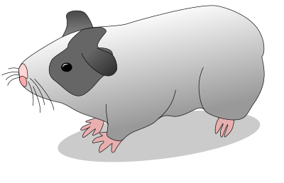 Cavia - guinea pig clipart