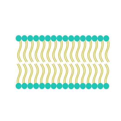 Cell Membrane clipart