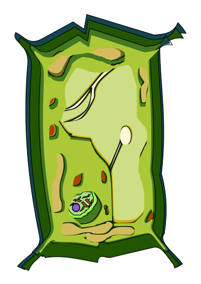 Celula vegetal clipart