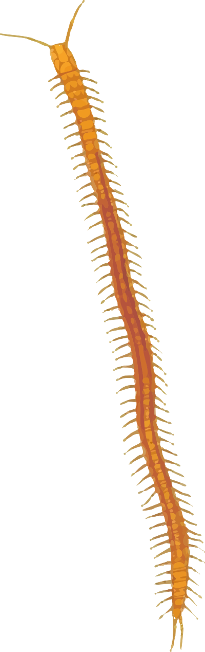 Centipede 2 clipart