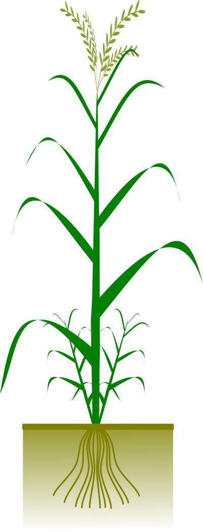 Cereal plant clipart