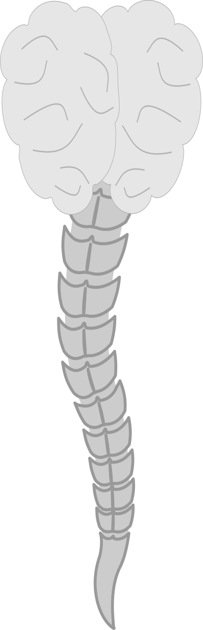 Cerebro clipart