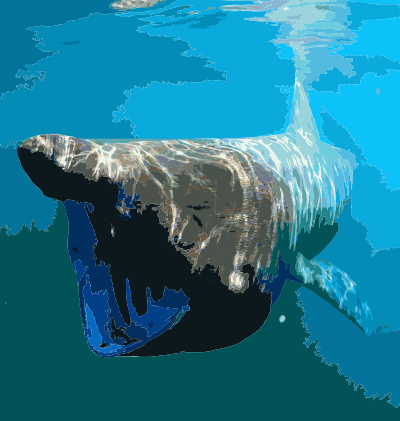 Cetorhinus maximus by greg skomal clipart