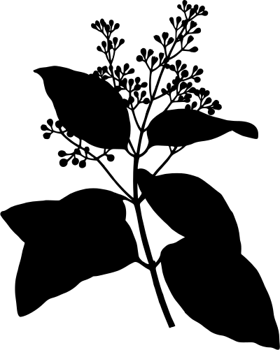 Ceylon cinnamon (silhouette) clipart