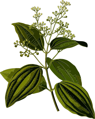 Ceylon cinnamon (smaller file) clipart