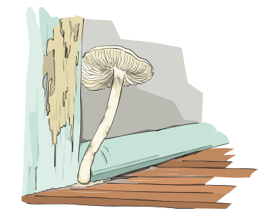 Champigon, mushroom clipart
