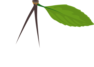 Cherries clipart