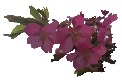 Cherry Blossoms clipart