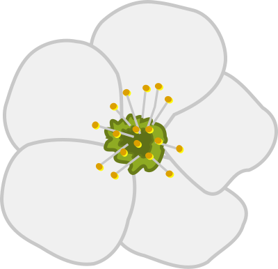 Cherry flower clipart