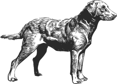 Chesapeake bay retriever clipart