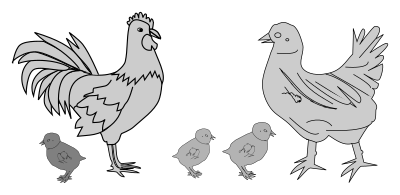 Chicken clipart