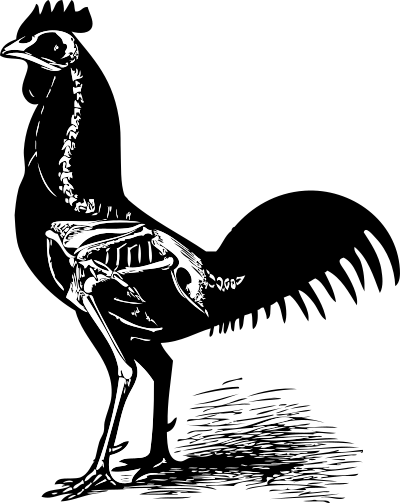 Chicken skeleton clipart