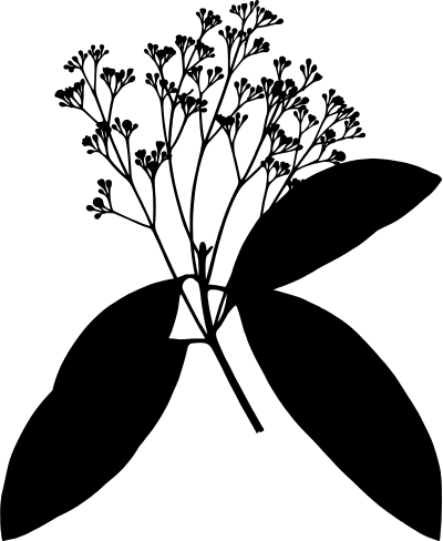 Chinese cinnamon (silhouette) clipart