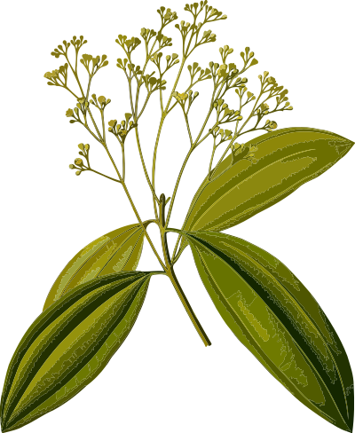 Chinese cinnamon (smaller file) clipart