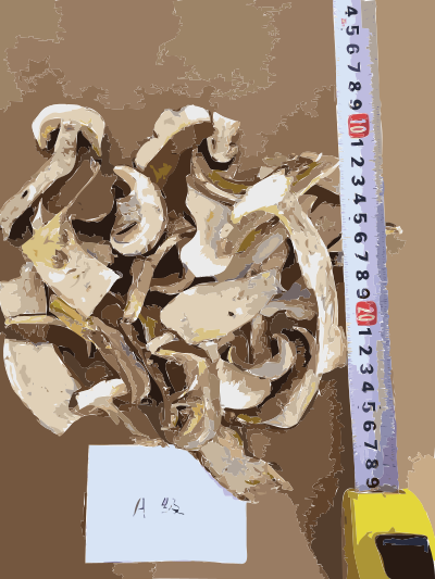 Chinese factory directly supply dry mushroom - Porcini, Shiitake, Champignons 2 clipart
