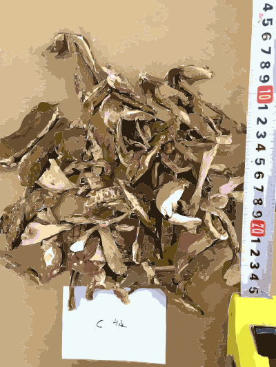 Chinese factory directly supply dry mushroom - Porcini, Shiitake, Champignons 5 clipart