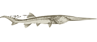 Chinese paddlefish clipart